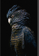 Lady Black Cocky Dark