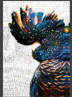 Black Cockatoo Side, Linen