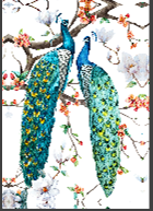 Peacock Magic