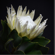 Protea in Darkness Vertical