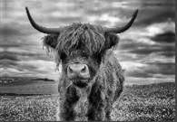Stormy the Highland Cow